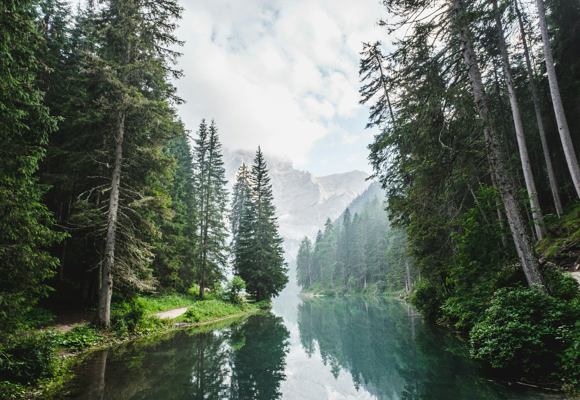 Foto eines Waldes mit Bach, im Hintergrund sind Berge zu sehen.