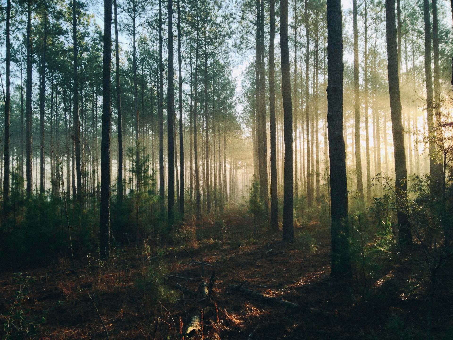 Foto eines Waldes. Die morgendliche Sonne scheint durch die Äste.